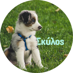 petsquad squad pet shop volos pet shop greg lefkelis pet city pet shop 88 animal greece pet shop grooming τροφές σκύλος γάτα μικρό ζώο χάμστερ κουνέλι πτηνό παπαγάλος ψάρι χελώνα τροφές αξεσουάρ ρούχα βόλος pet shop pet market gr